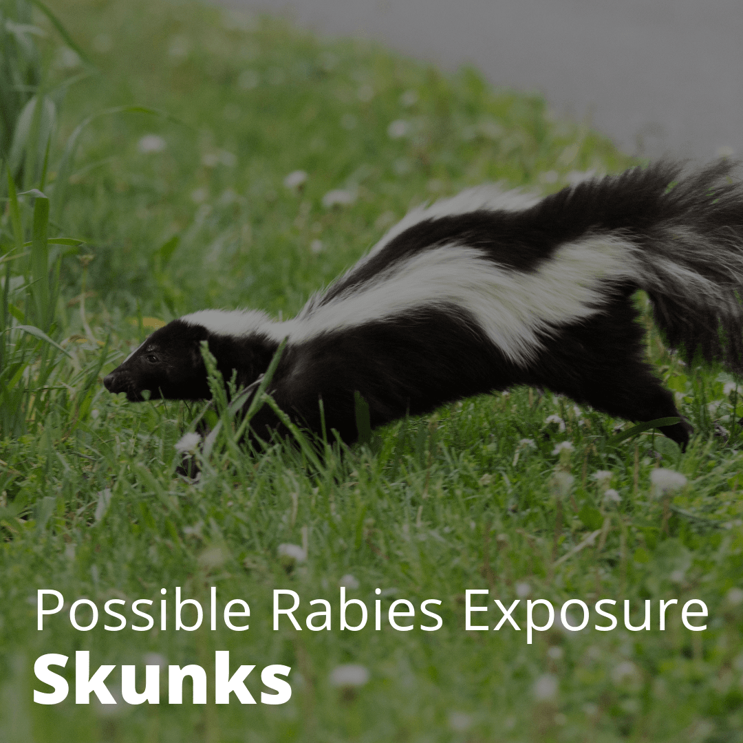 Skunk Rabies