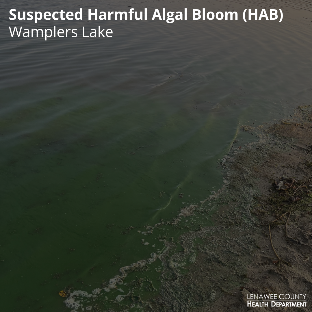 HAB Wamplers Lake