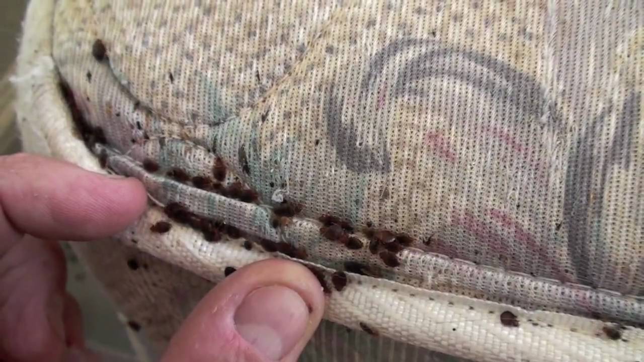 bed bug infestation