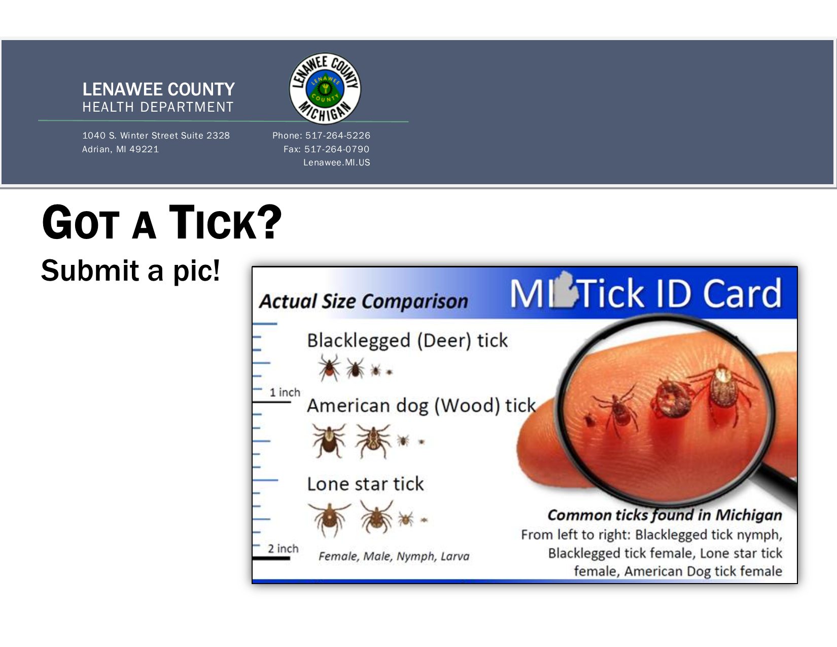 Ticks
