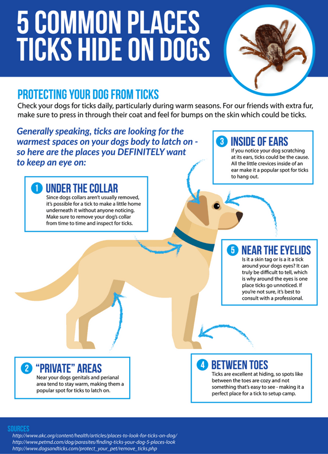 Five-Common-Places-Ticks-Hide-On-Dogs-2-1