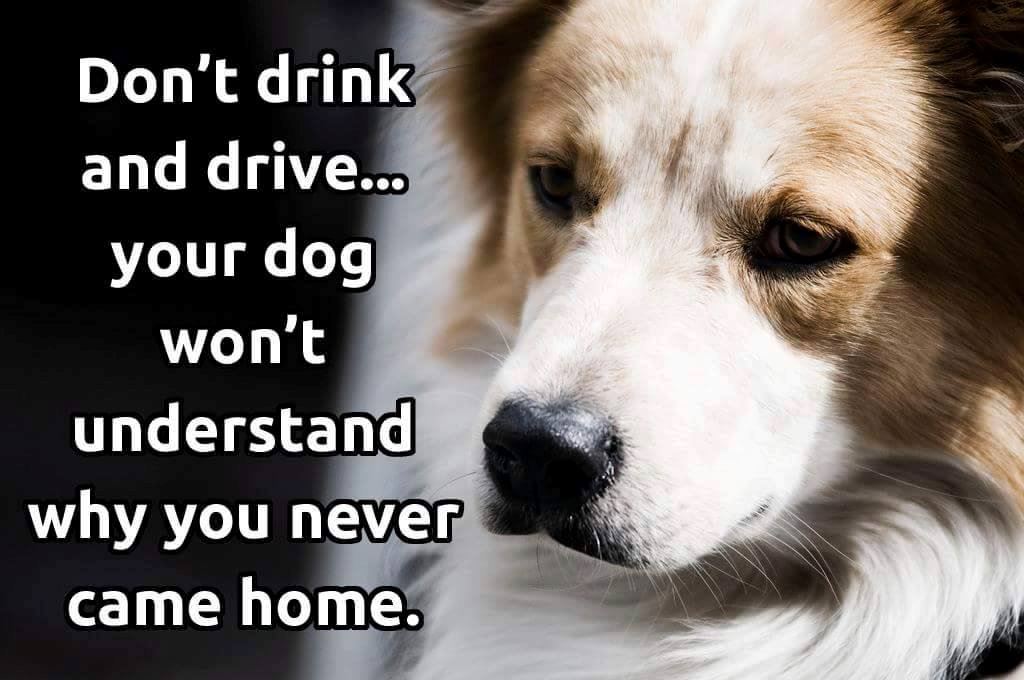 no drink and drive
