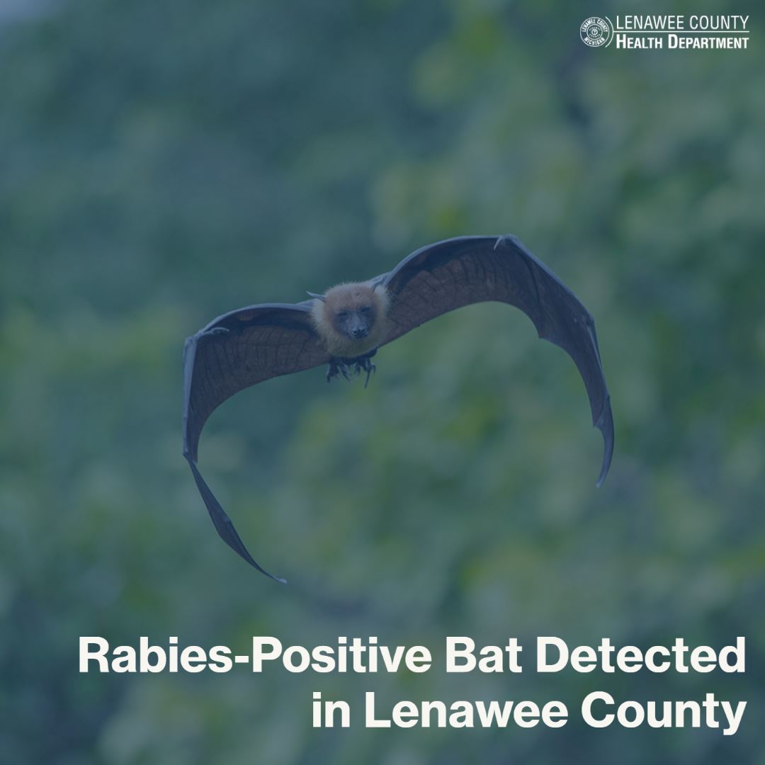 Rabies Positive Bat Detected in Lenawee County