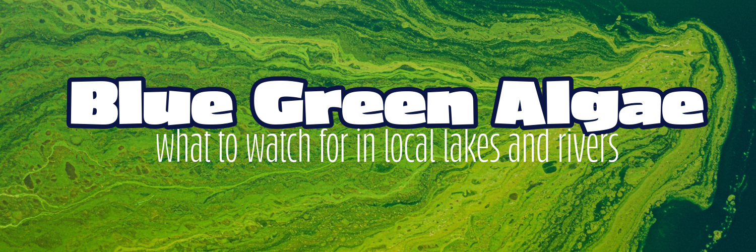 Blue-Green Algae: What to Watch for in Local Lakes and Rivers